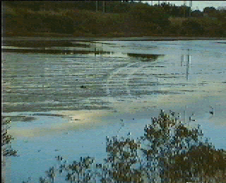 disturbance to intertidal wetland at Wynnum North