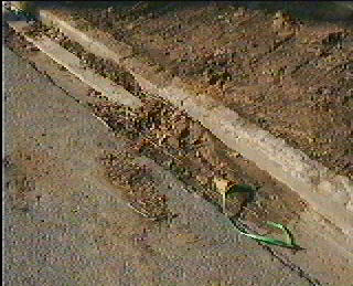 soil in gutter