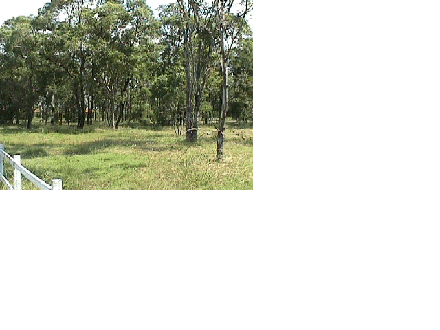 bushland at boondall